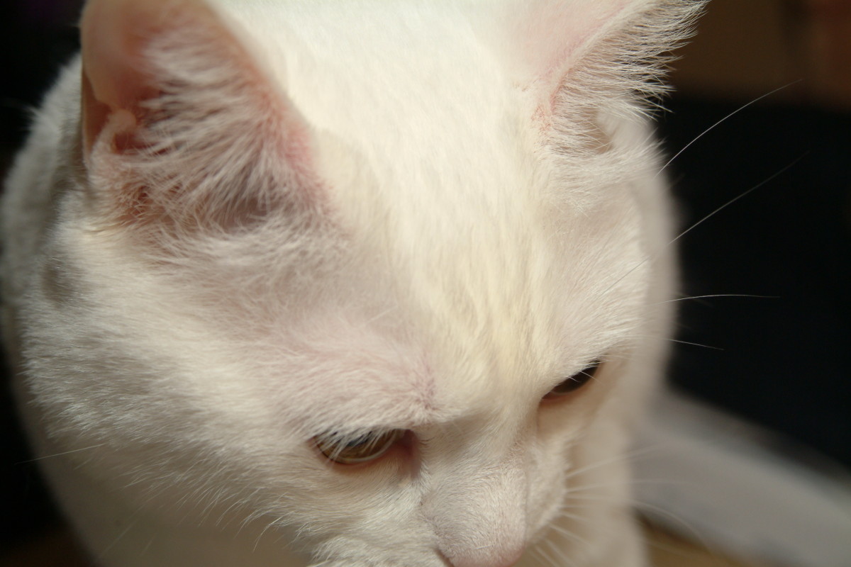 Beautiful close up of domestic white cat -- Miss Kitty
