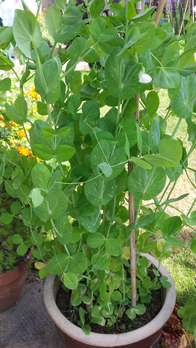 Growing peas on containers