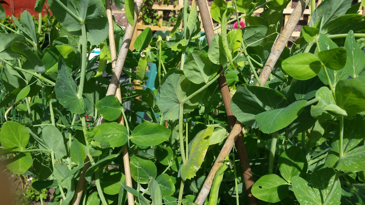 Peas starting to have fruits