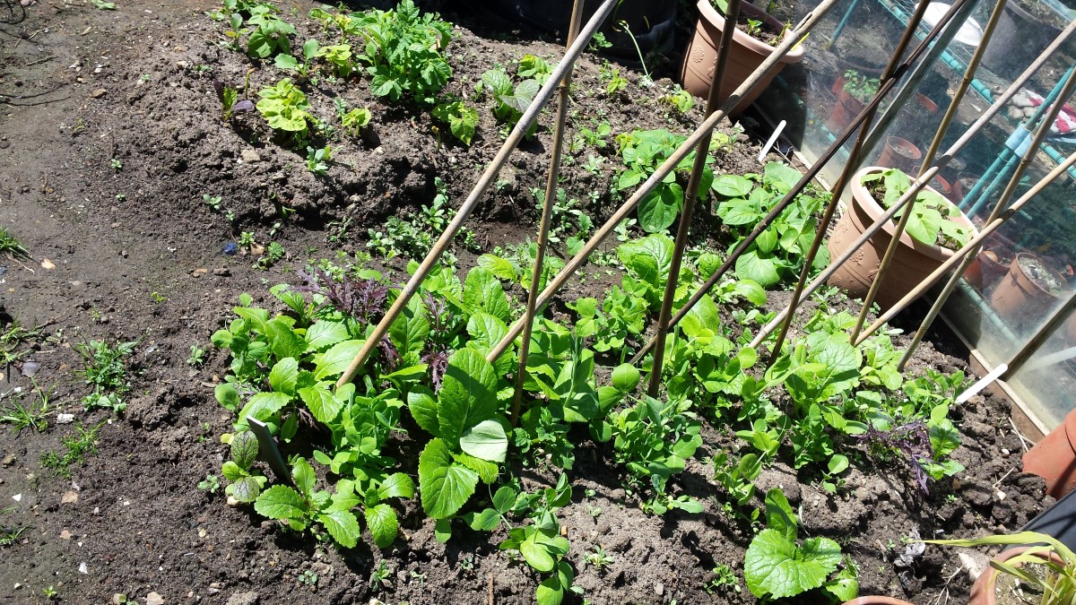 How to Grow Mangetout or Sugar Peas (Plus StirFry Recipes) HubPages