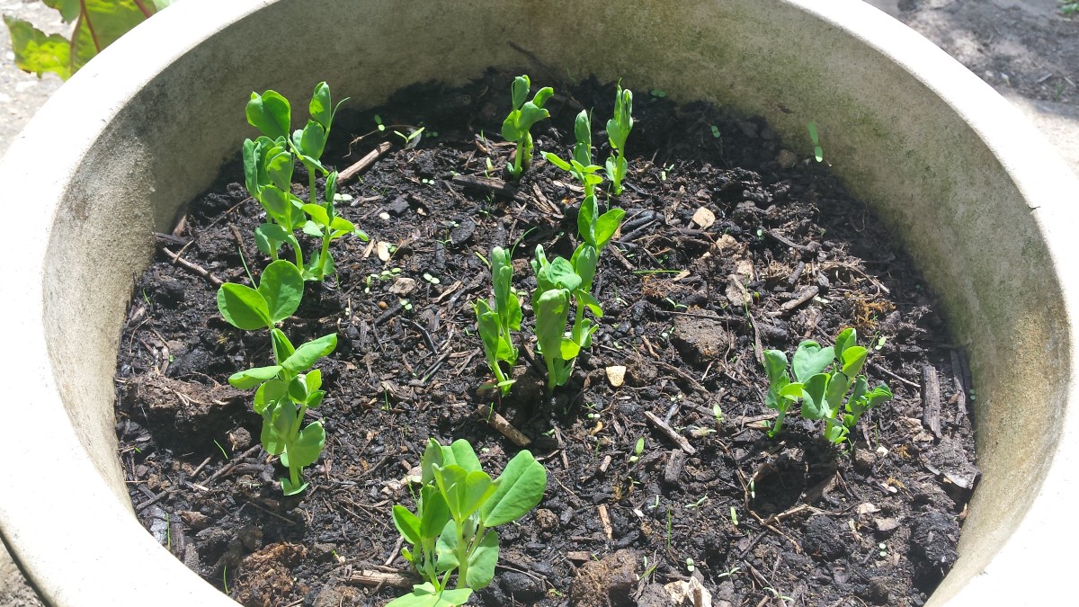 Peas growing on a container