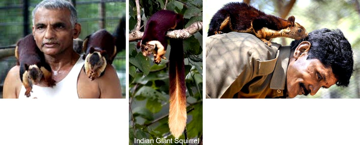   Friendly and Lively Giant Indian Squirrel