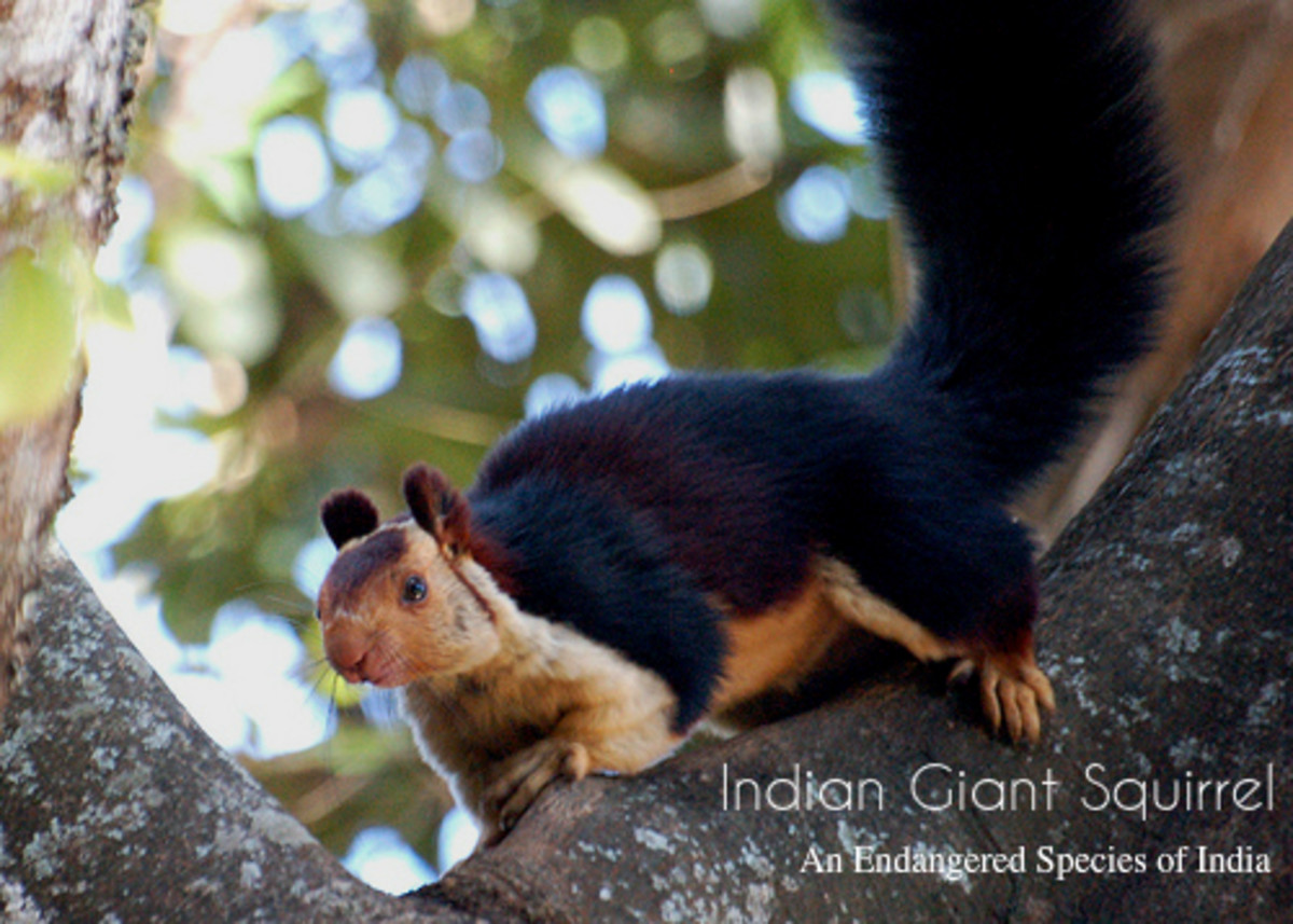 Indian Giant Squirrel 