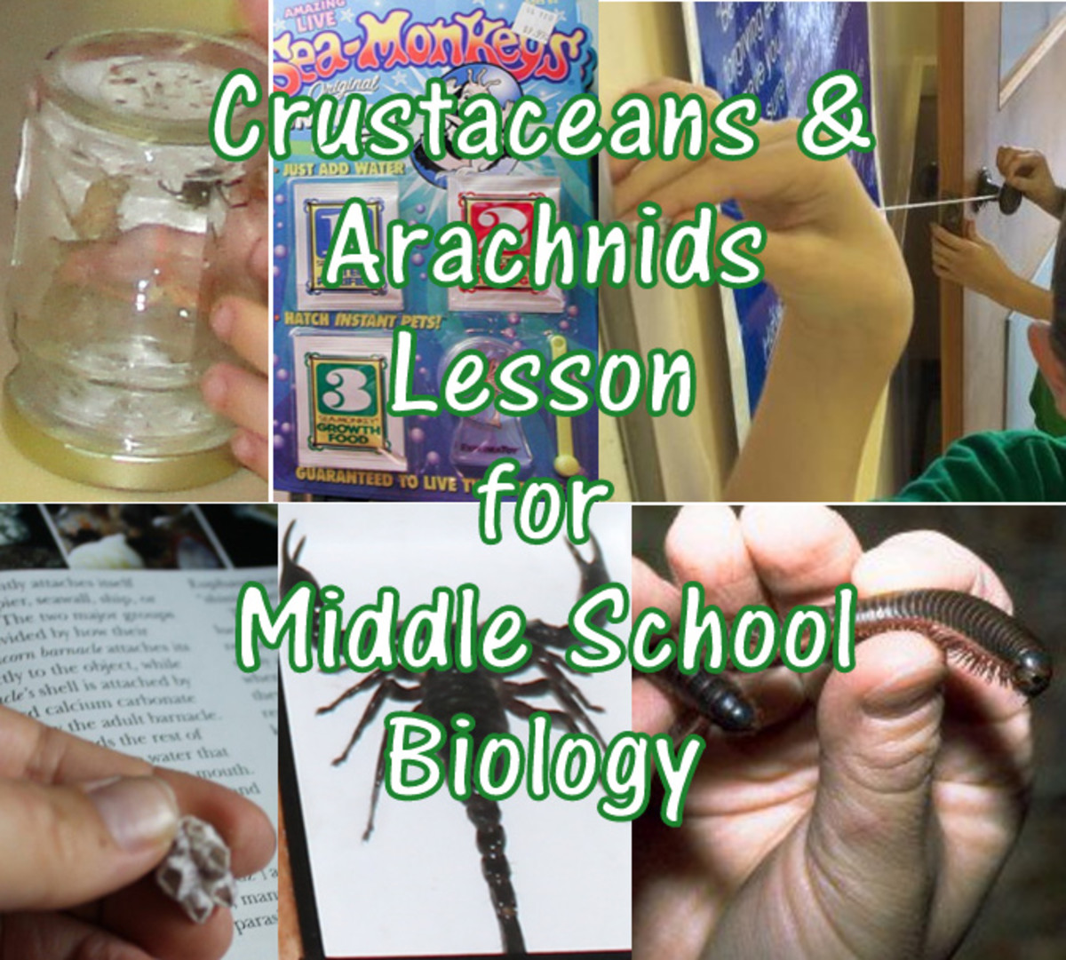 Middle School biology lesson on arthropods: crustaceans, arachnids, millipedes, and centipedes