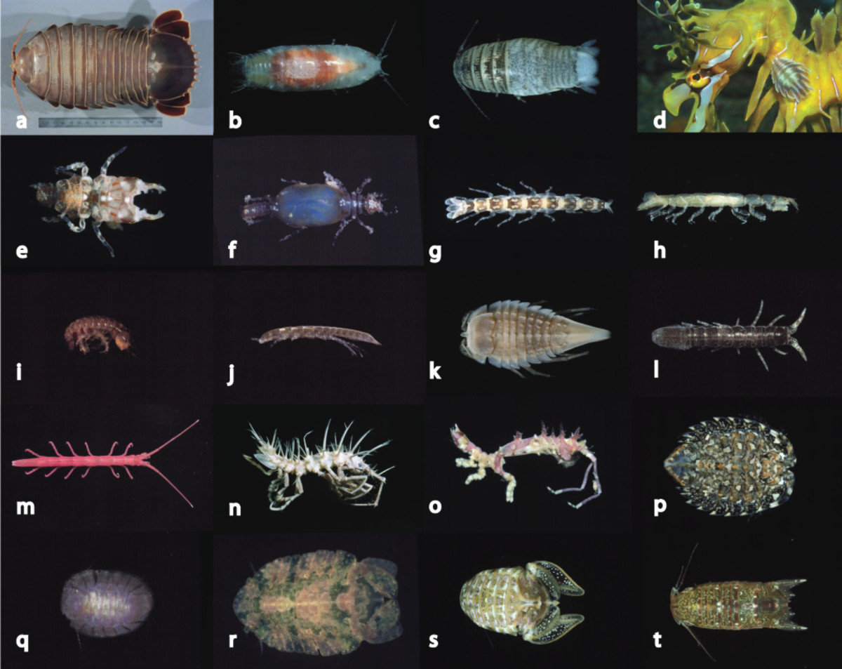 Crustaceans & Arachnids STEM Lesson Plan for Middle School Biology ...