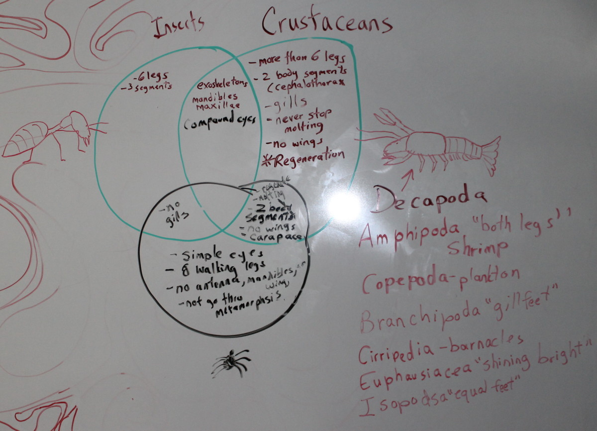 Venn diagram comparing the classes of arthropods