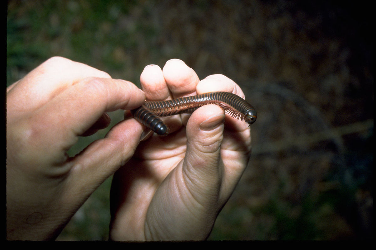 Holding a millipede