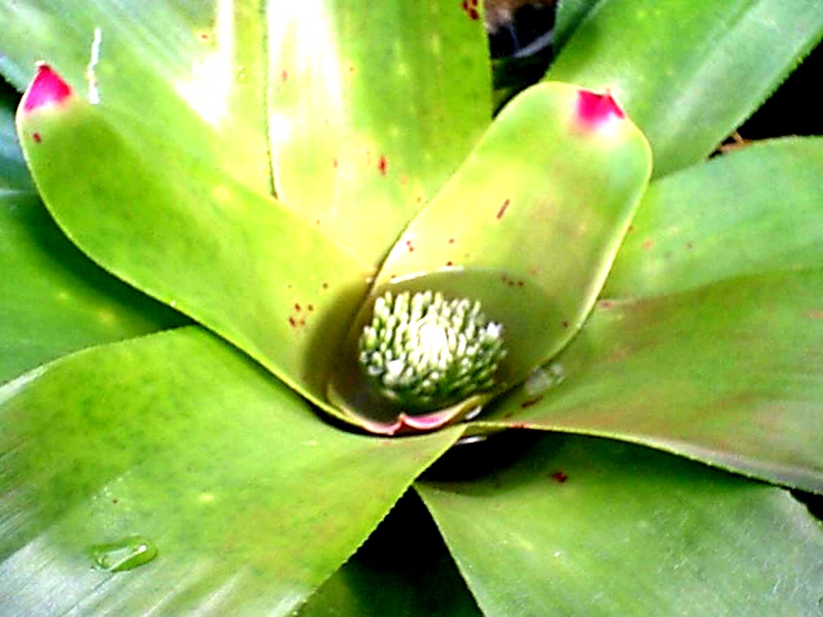 This Bromeliad photo is almost completely natural and is a brilliant shiny green 