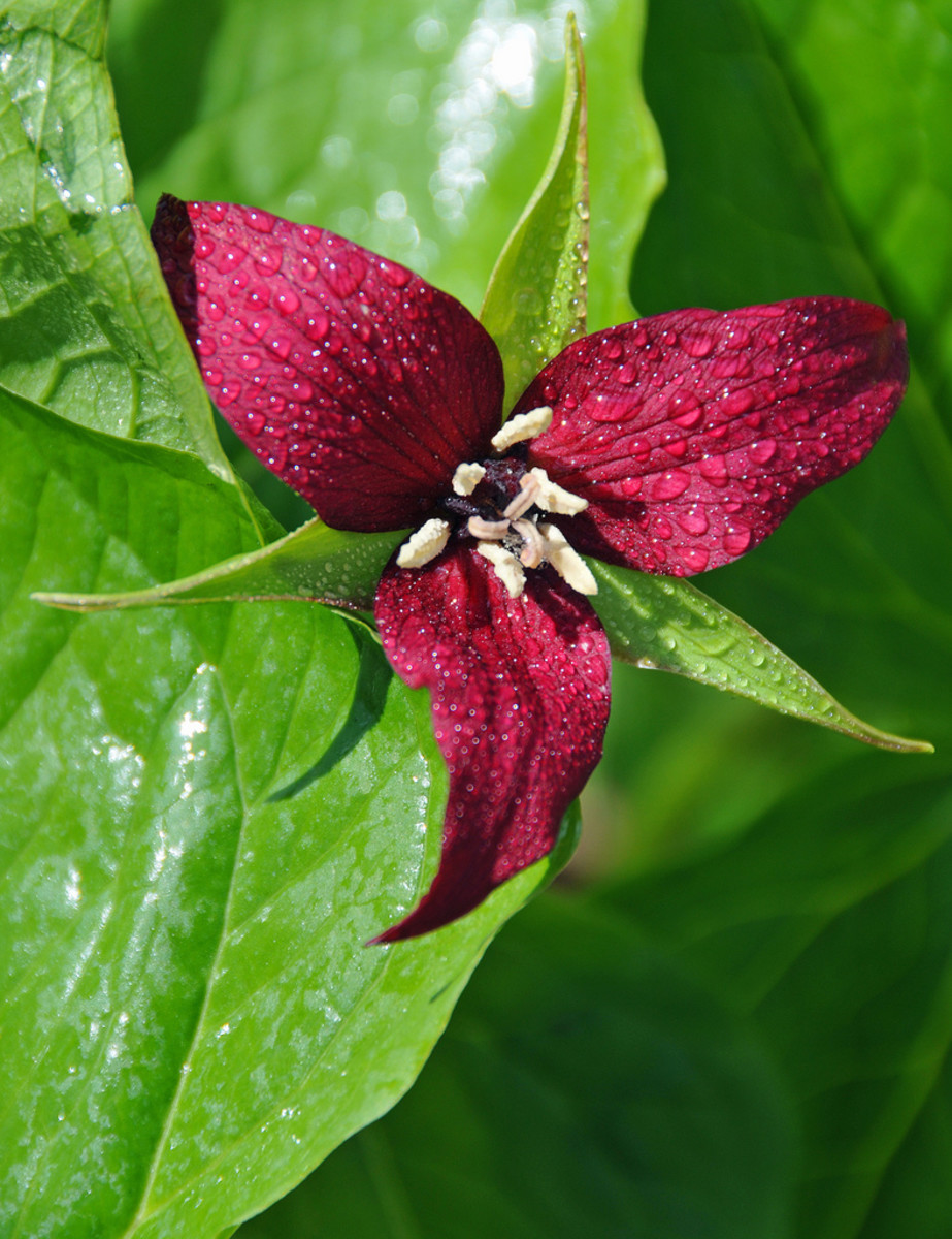 Trilliums are Endangered