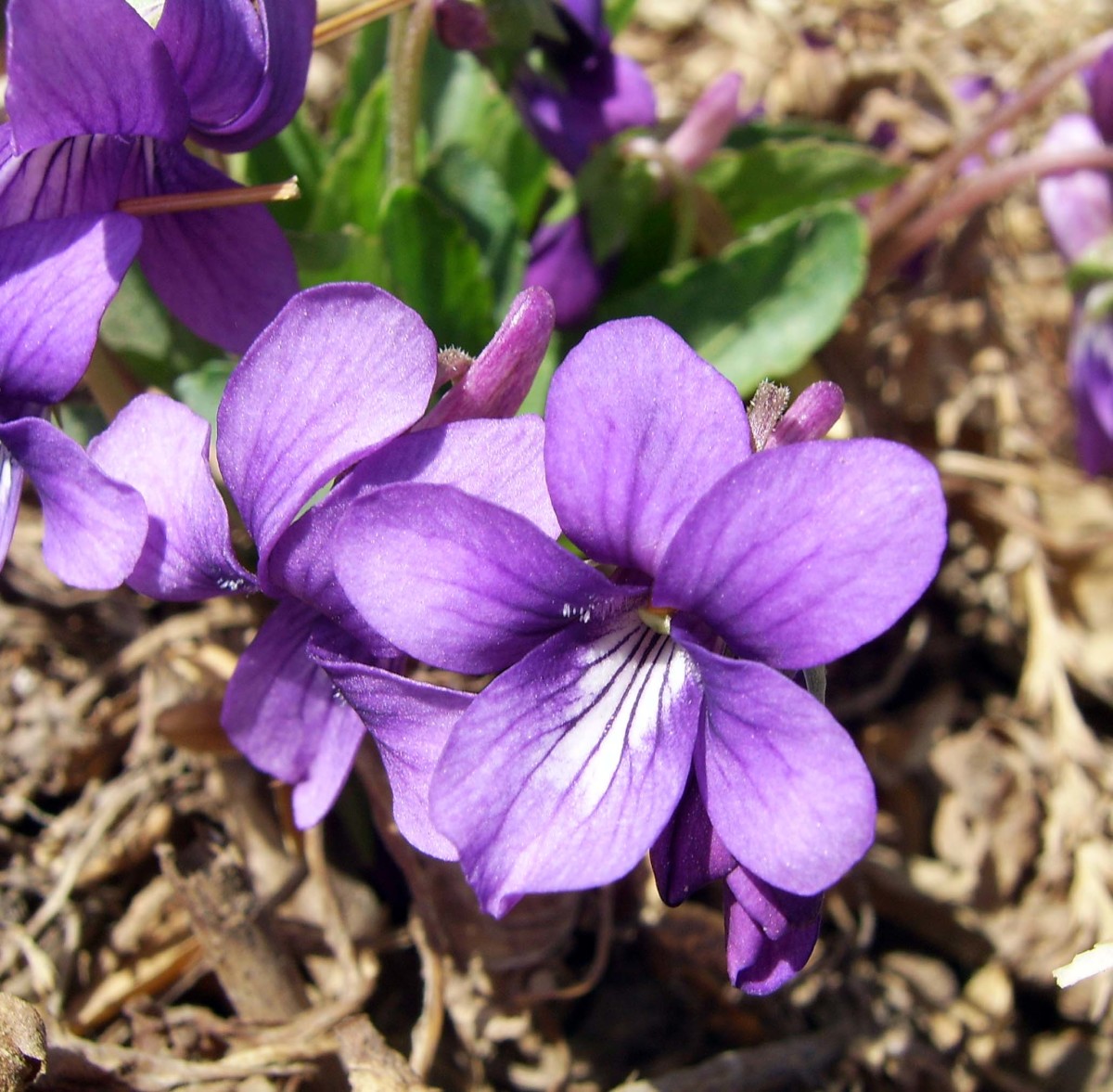 Purple Violets or Viola