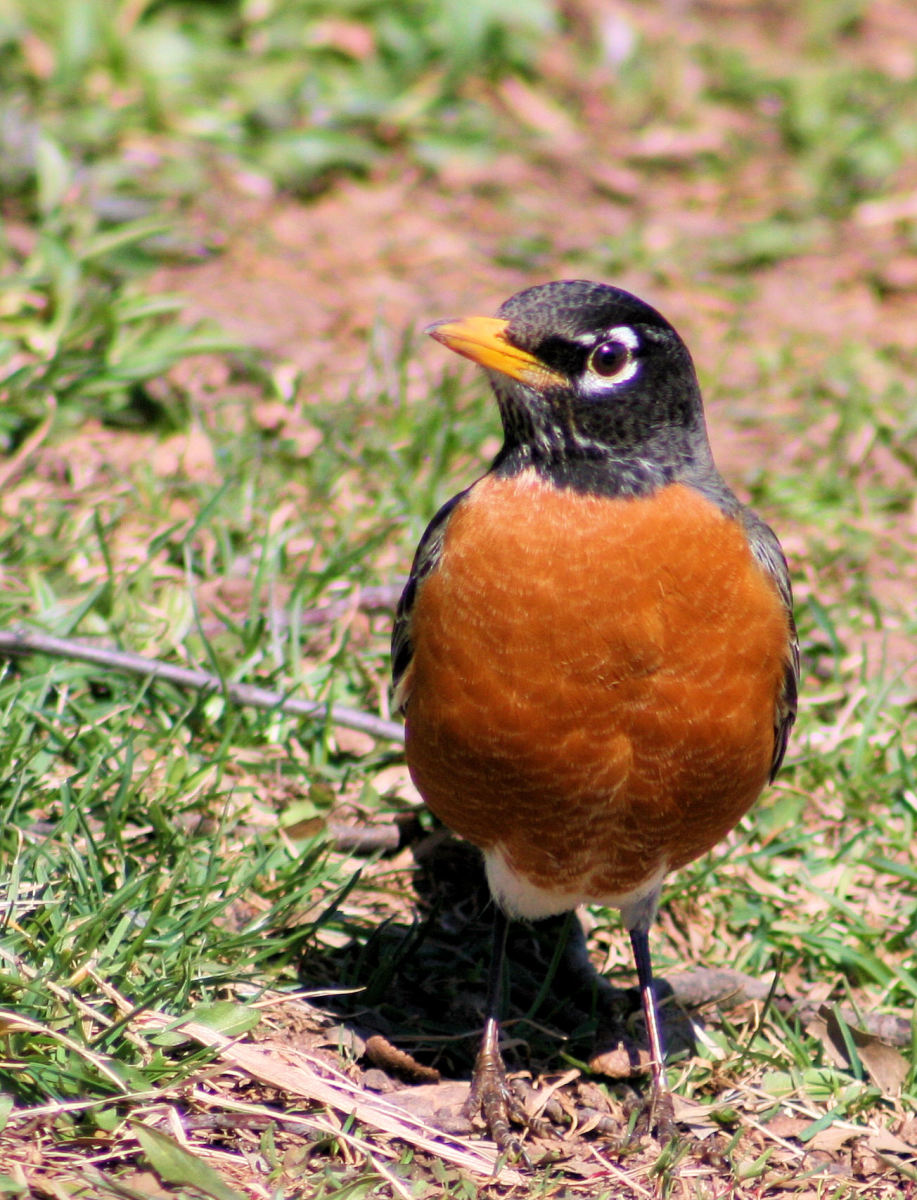The American Robin that Returns in Spring
