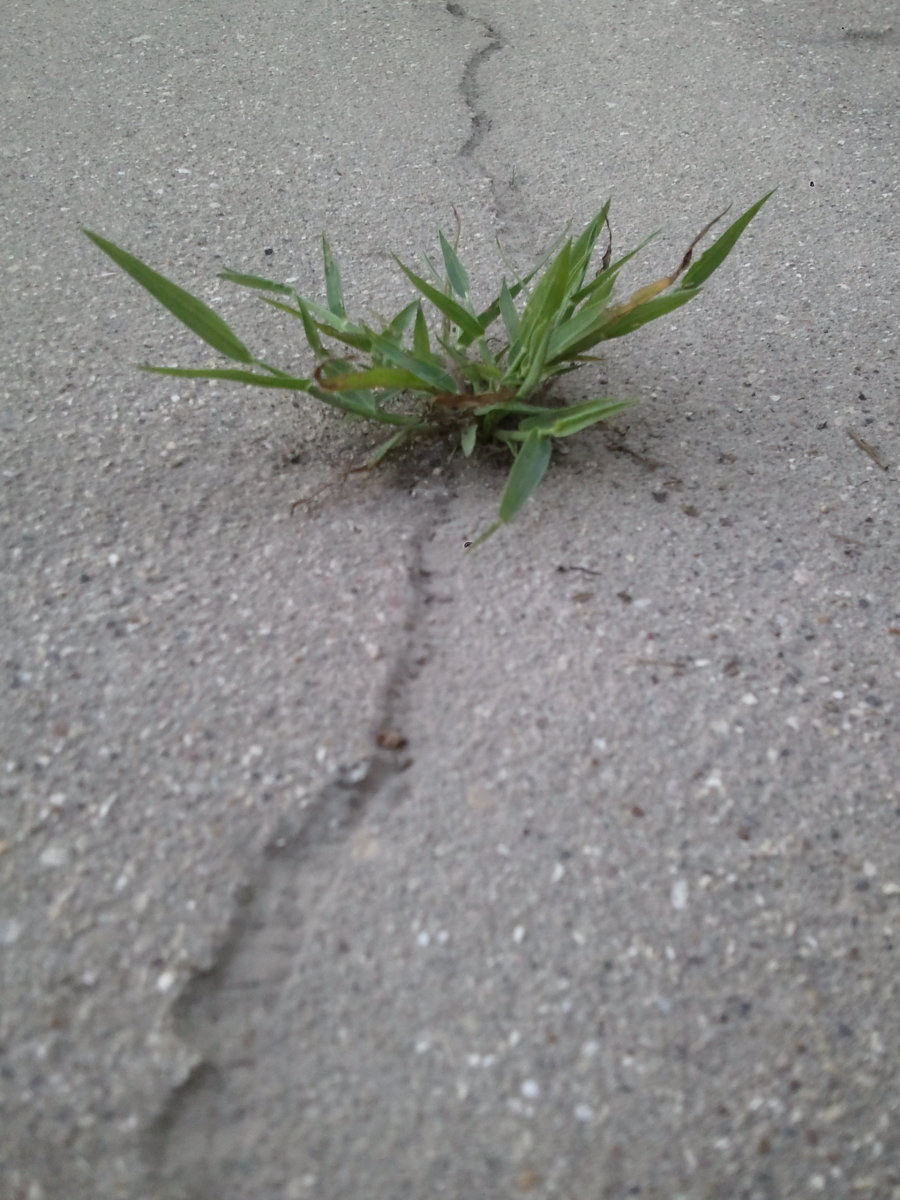 Crabgrass growing in a sidewalk crack. 