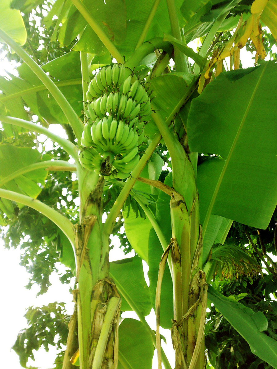Banana Fruit on Tree