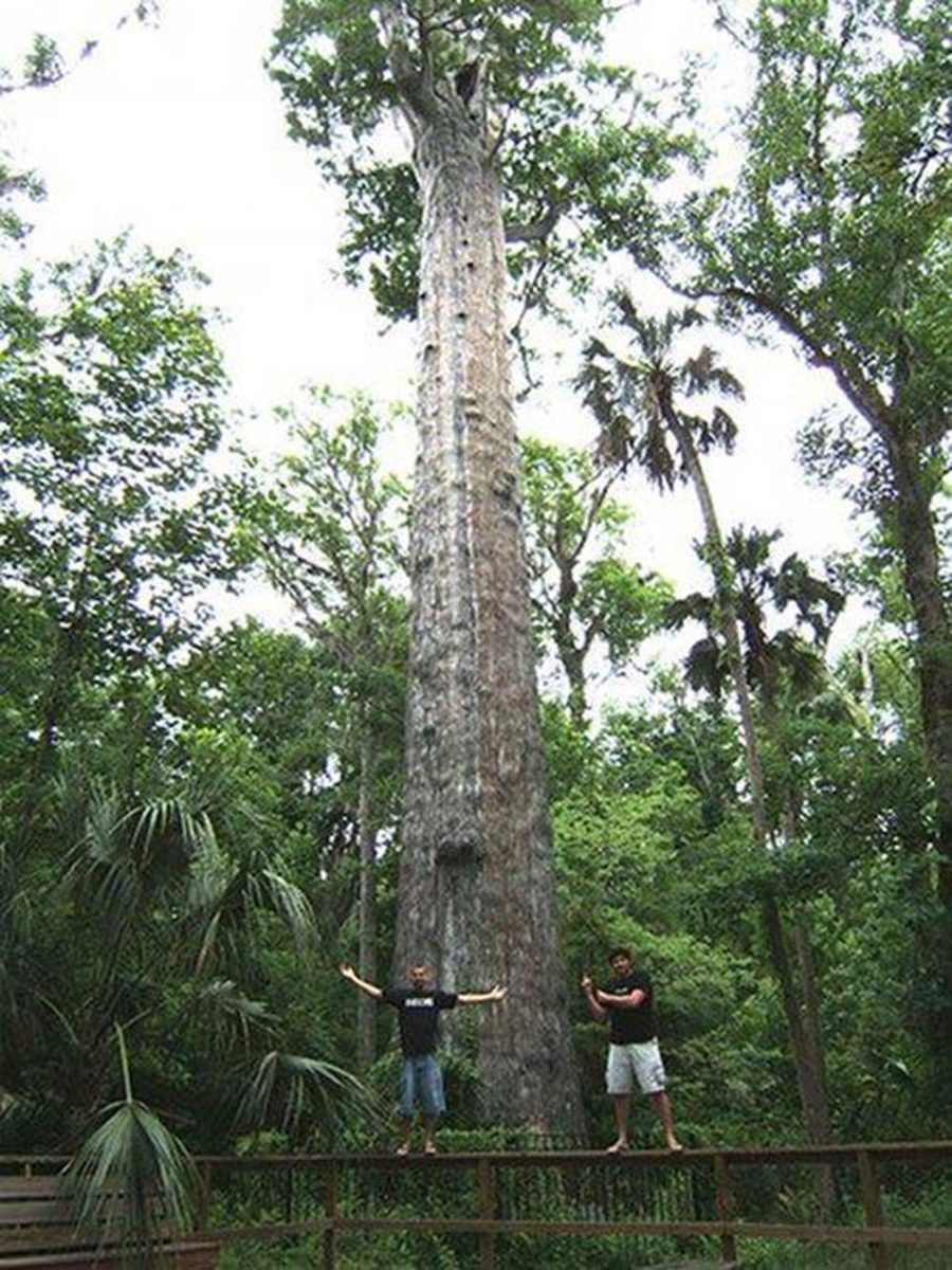 The Famous 'Senator Tree' – a 3,500 Year Old Bald Cypress Tree in Big Tree Park, Longwood, Florida