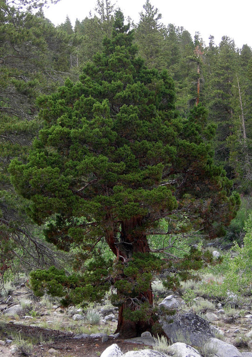Juniper Cypress in Rock Creek Canyon, California