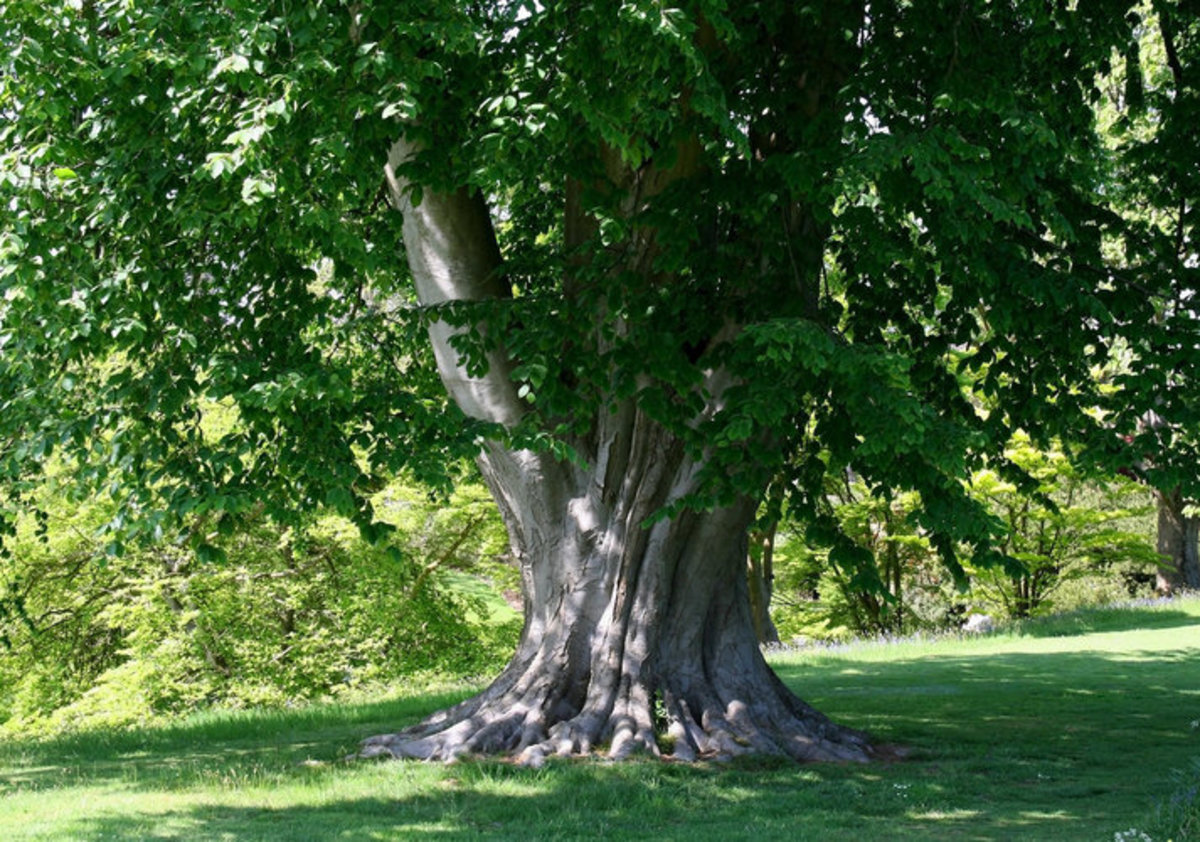Beech Tree in Summer