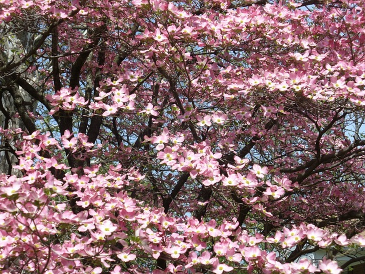Picture of the Flowering Dogwood Tree
