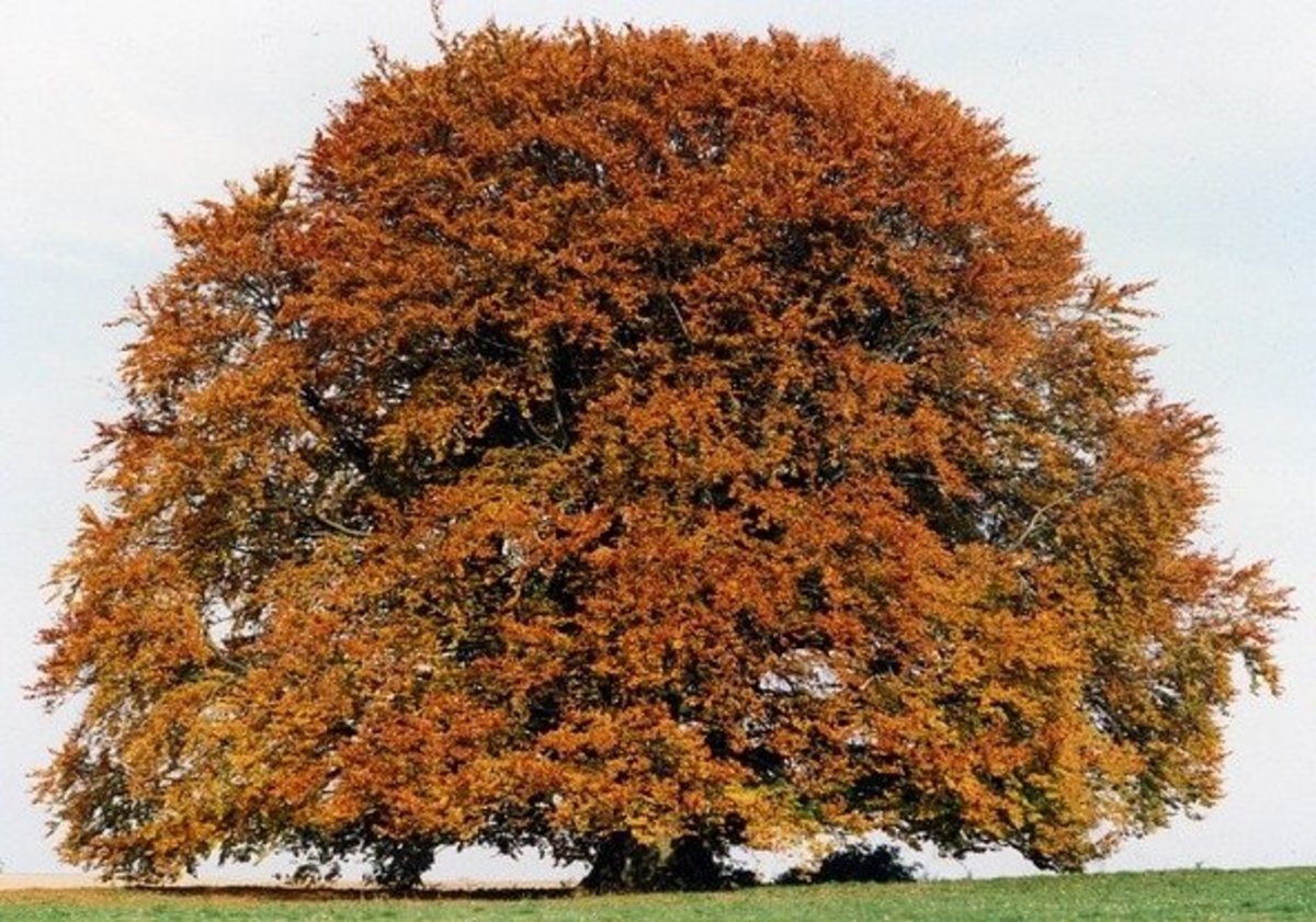 1,000 Year Old Bavaria Beech Tree in Autumn