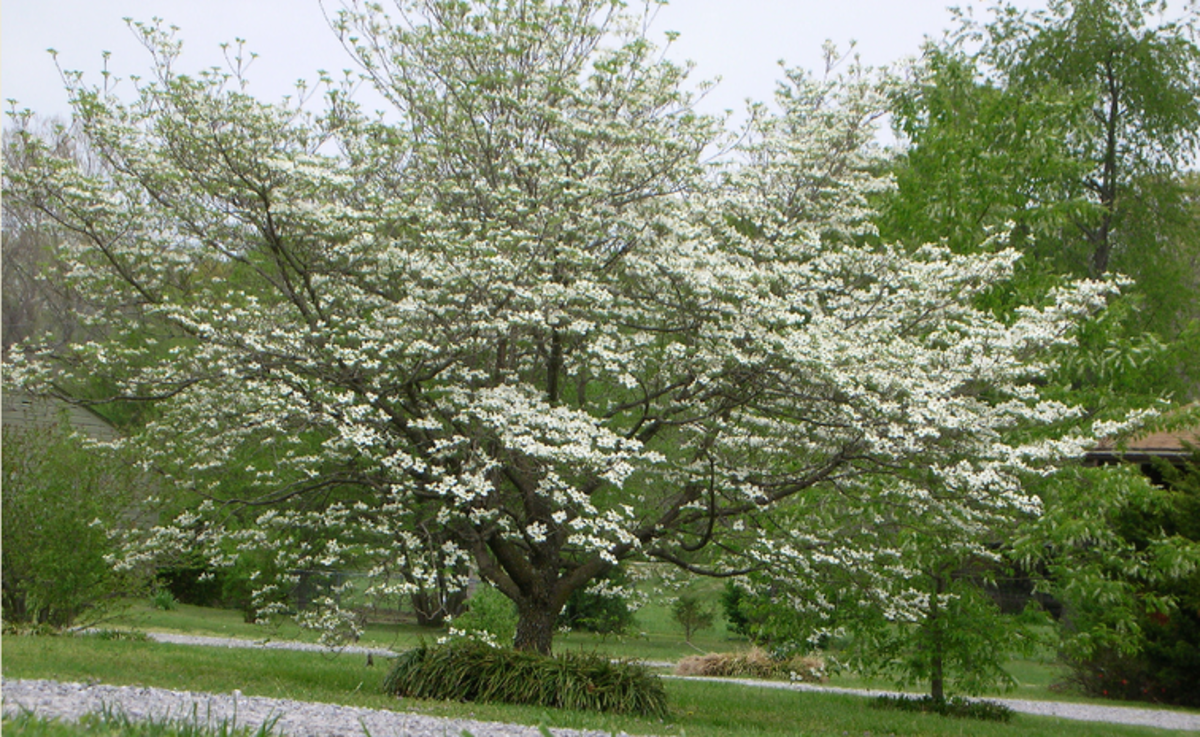 Flowering White Dogwood Tree