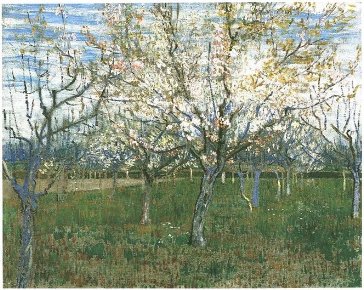 Orchard with Blossoming Apricot Trees
