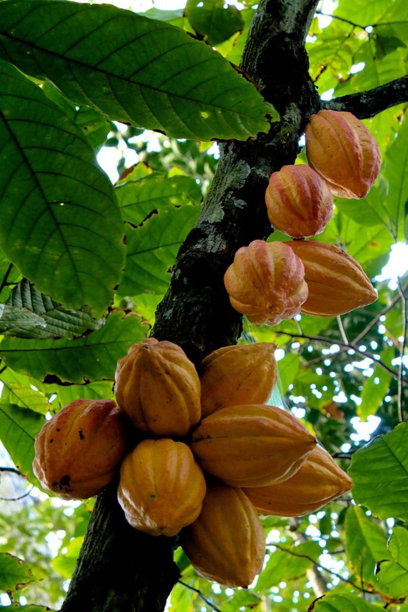 Cocoa Tree Fruit