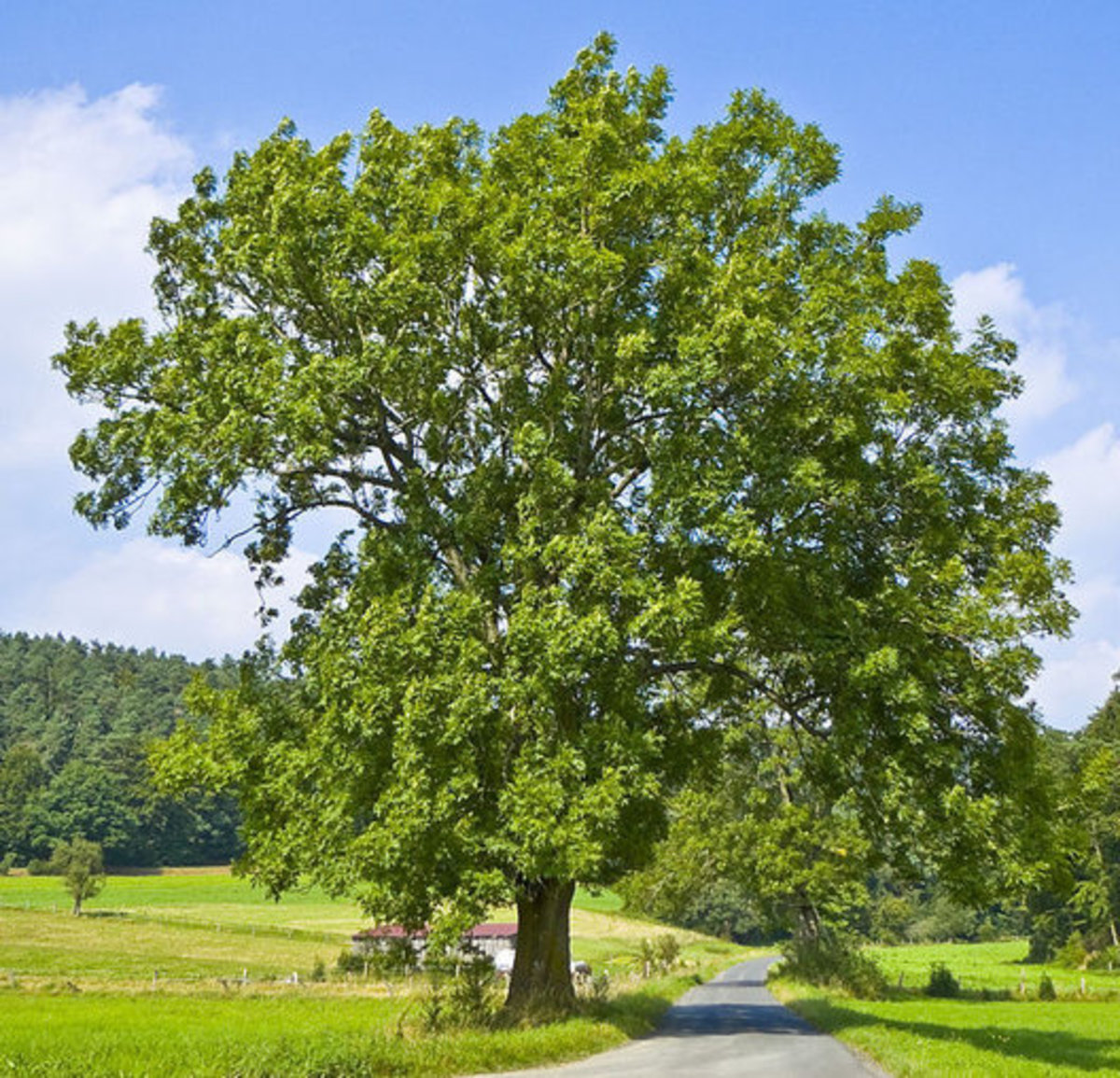 Ash Tree in Hesse, Germany