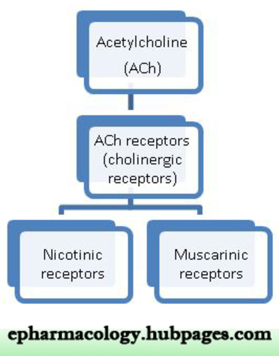 Individual Receptors: Cholinergic receptor, Adrenergic receptor ...