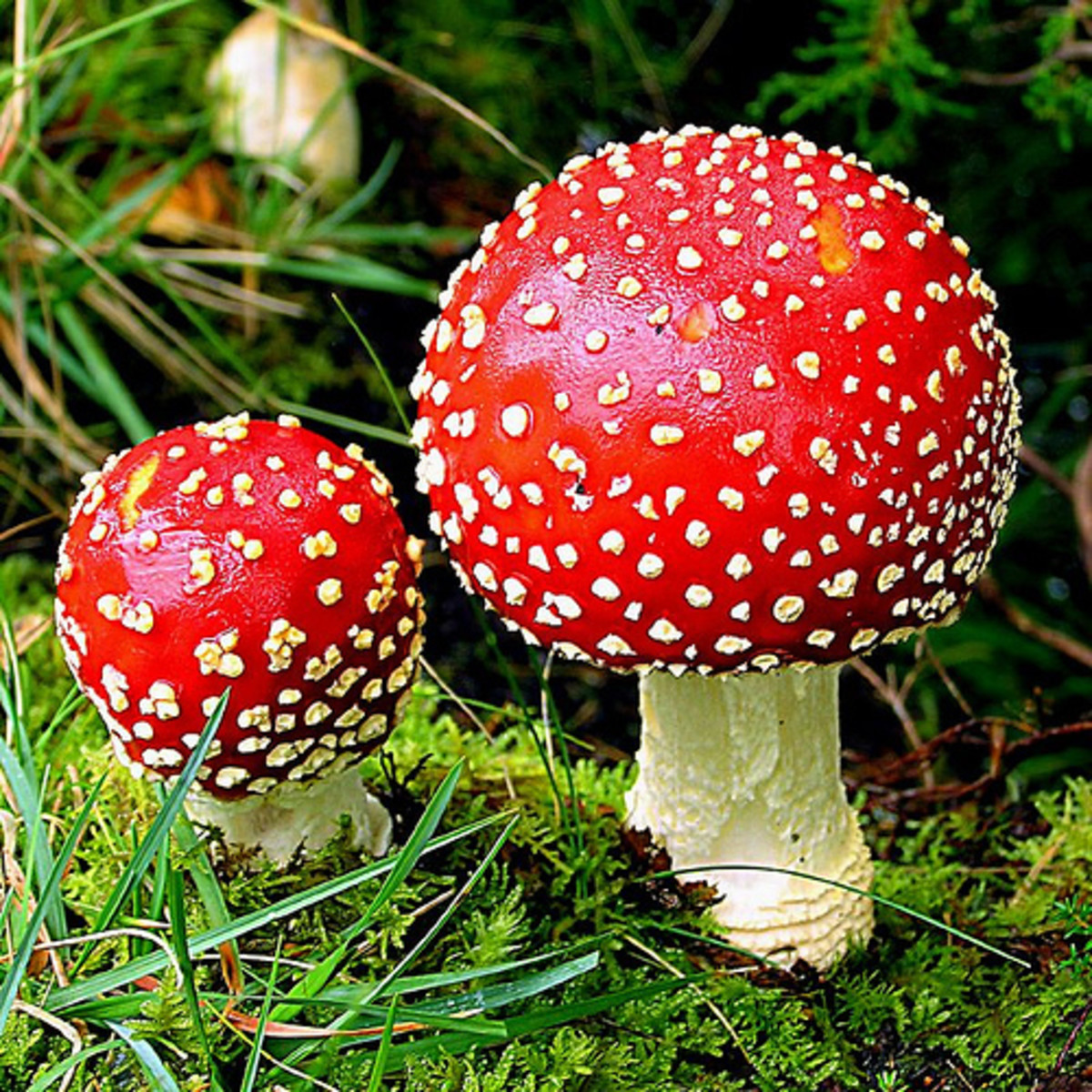 In the nineteenth century, the compound muscarine was isolated from the psychoactive mushroom Amanita muscaria.