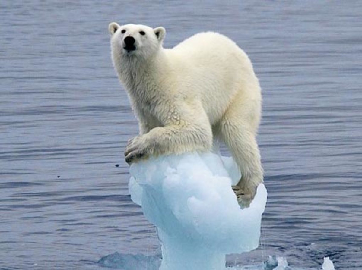 Polar bear sitting on a small chunk of ice