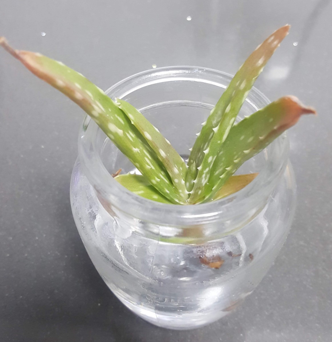 How I Turned My Brown Aloe Vera Bright Green, in 48 Hours HubPages