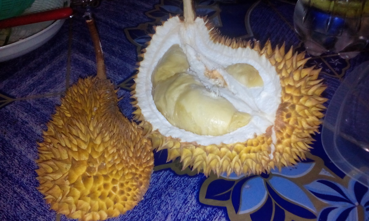 One of the best taste durian. Locally known as Durian Tembaga. 