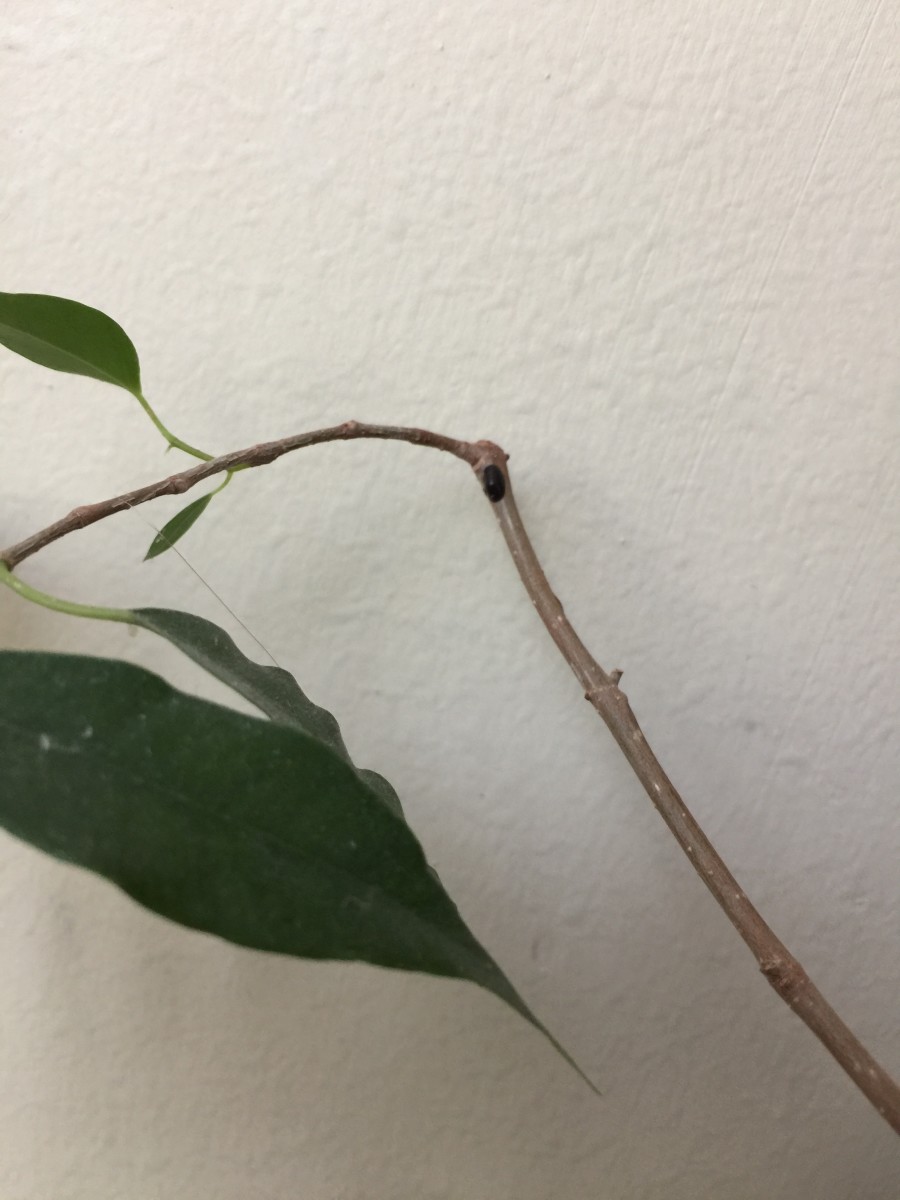 Close up of a large Hard Scale pest attached to the stem of a Ficus Benjamin. See the Dark oval shaped dot at the tip of the stem, in the center of image. 