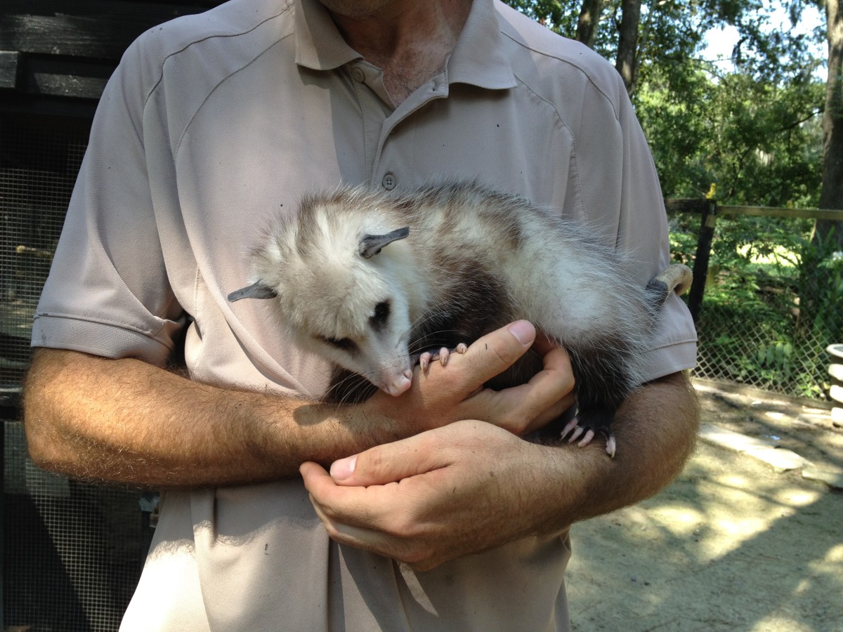 One of the rescued baby possums that now lives in the petting zoo at Magnolia Plantation and Gardens in Charleston, SC.