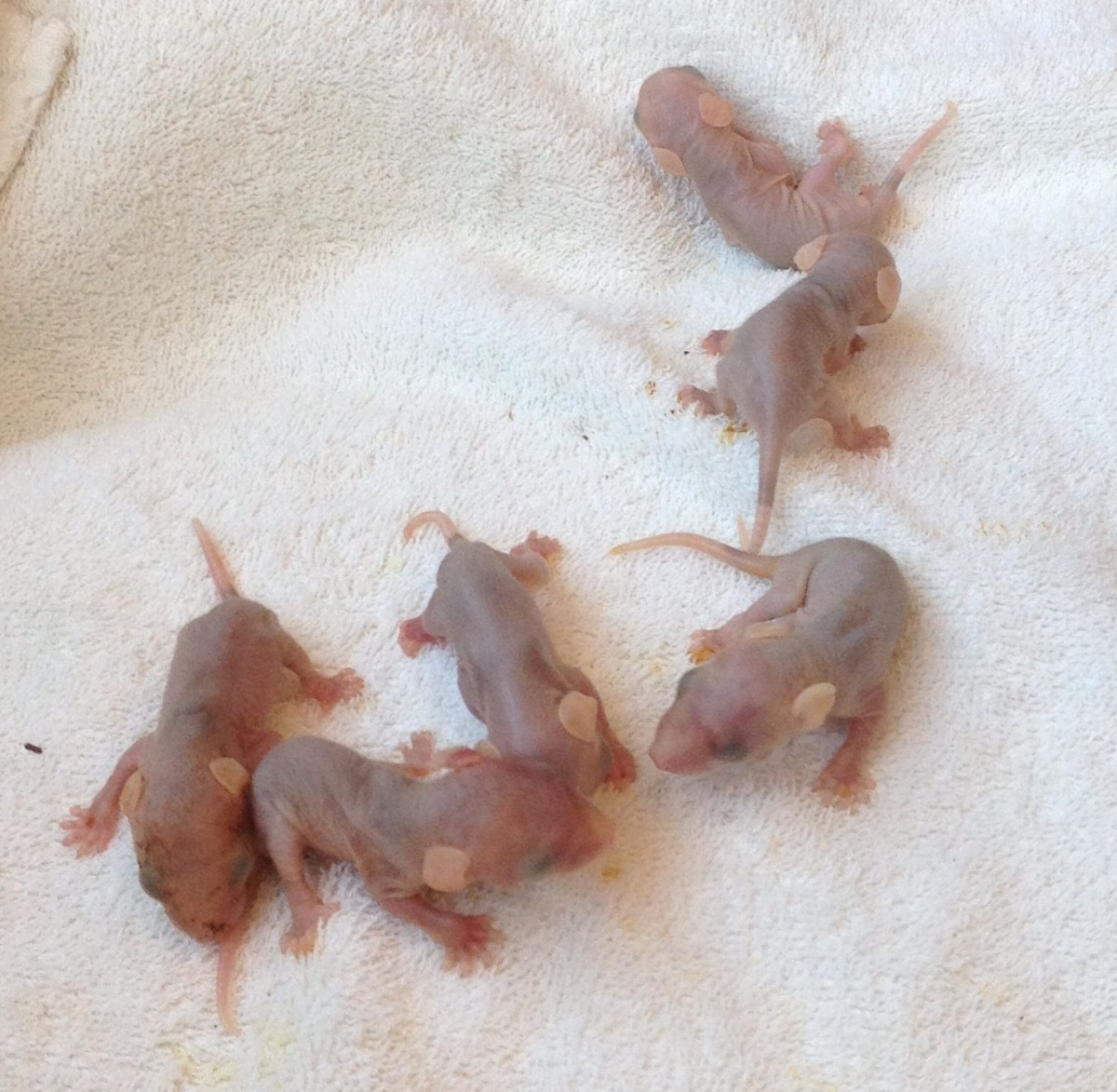 These baby possums are smaller than your fist