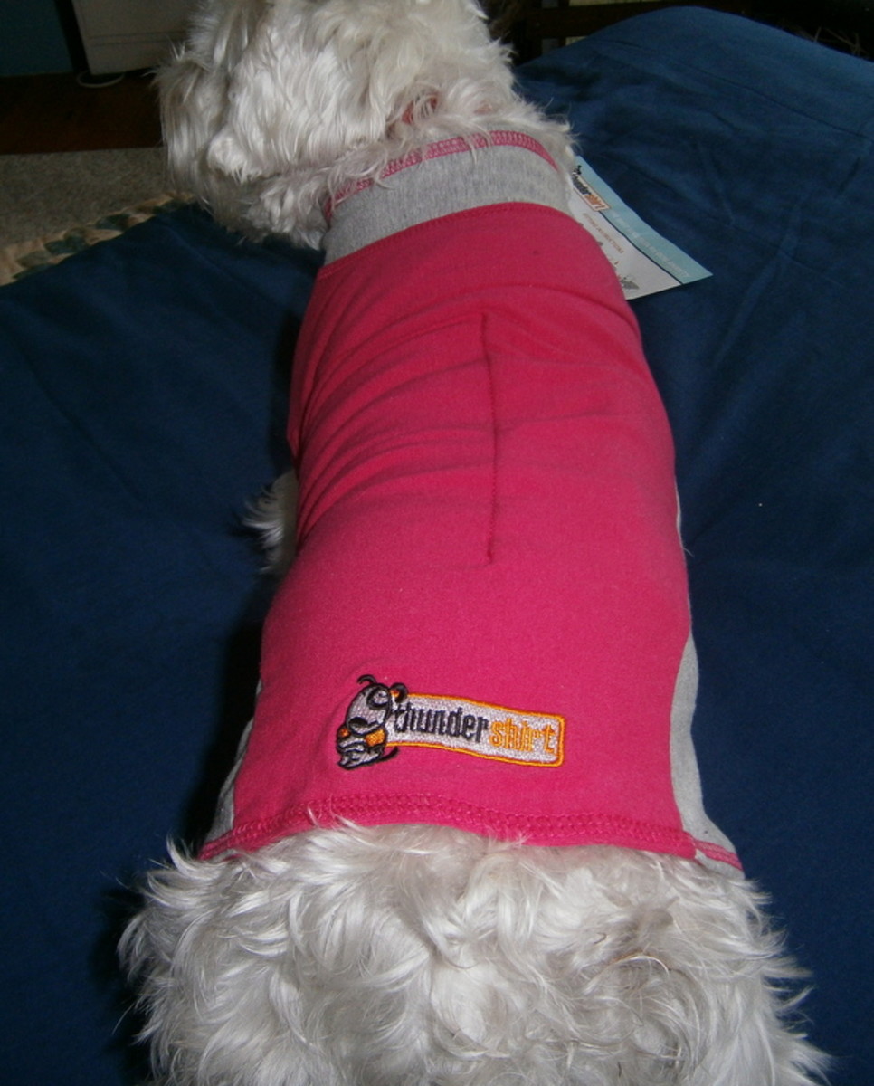 How The Thundershirt Calms My Miniature Schnauzer During Fireworks And Thunderstorms
