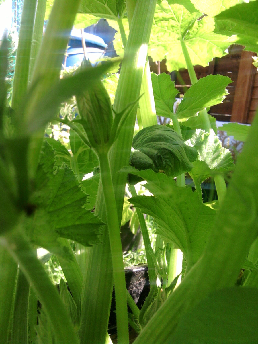 Once the plant gets enough sunshine and feed you will see the tiny zucchini bud sprouting on the zucchini plant.
