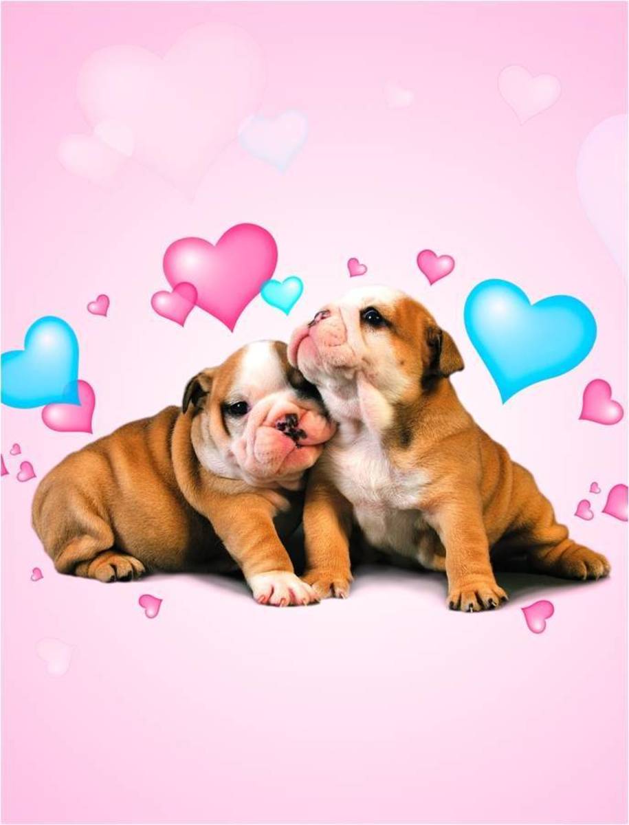 Puppies Valentine Picture
