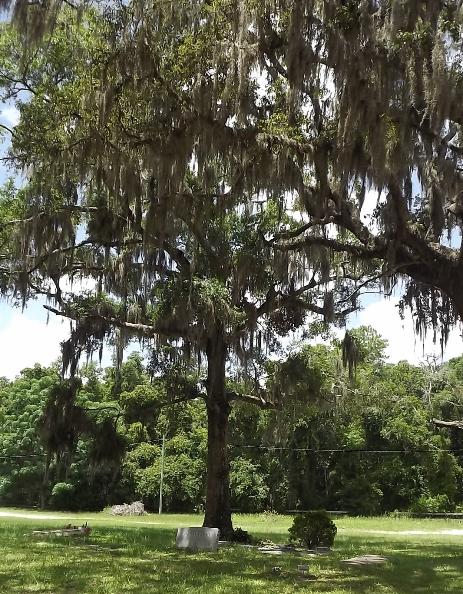 Haunted Cemeteries in Florida - HubPages