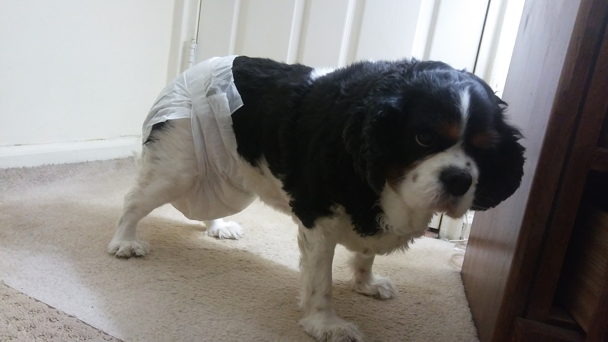 The Best Female Dog Diapers (A Reviewer's Guide For Diapers That Won't