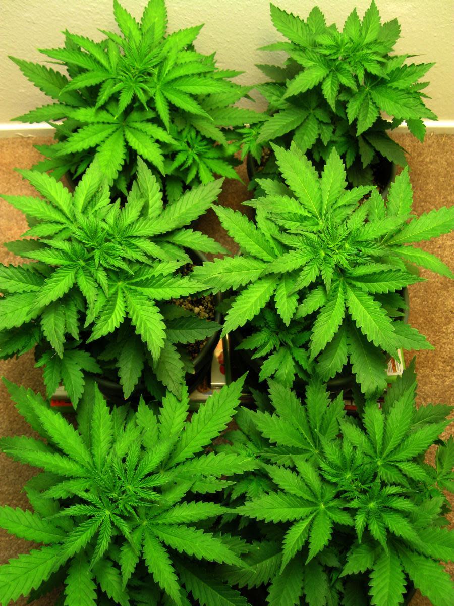 Cannabis sativa growing in pots