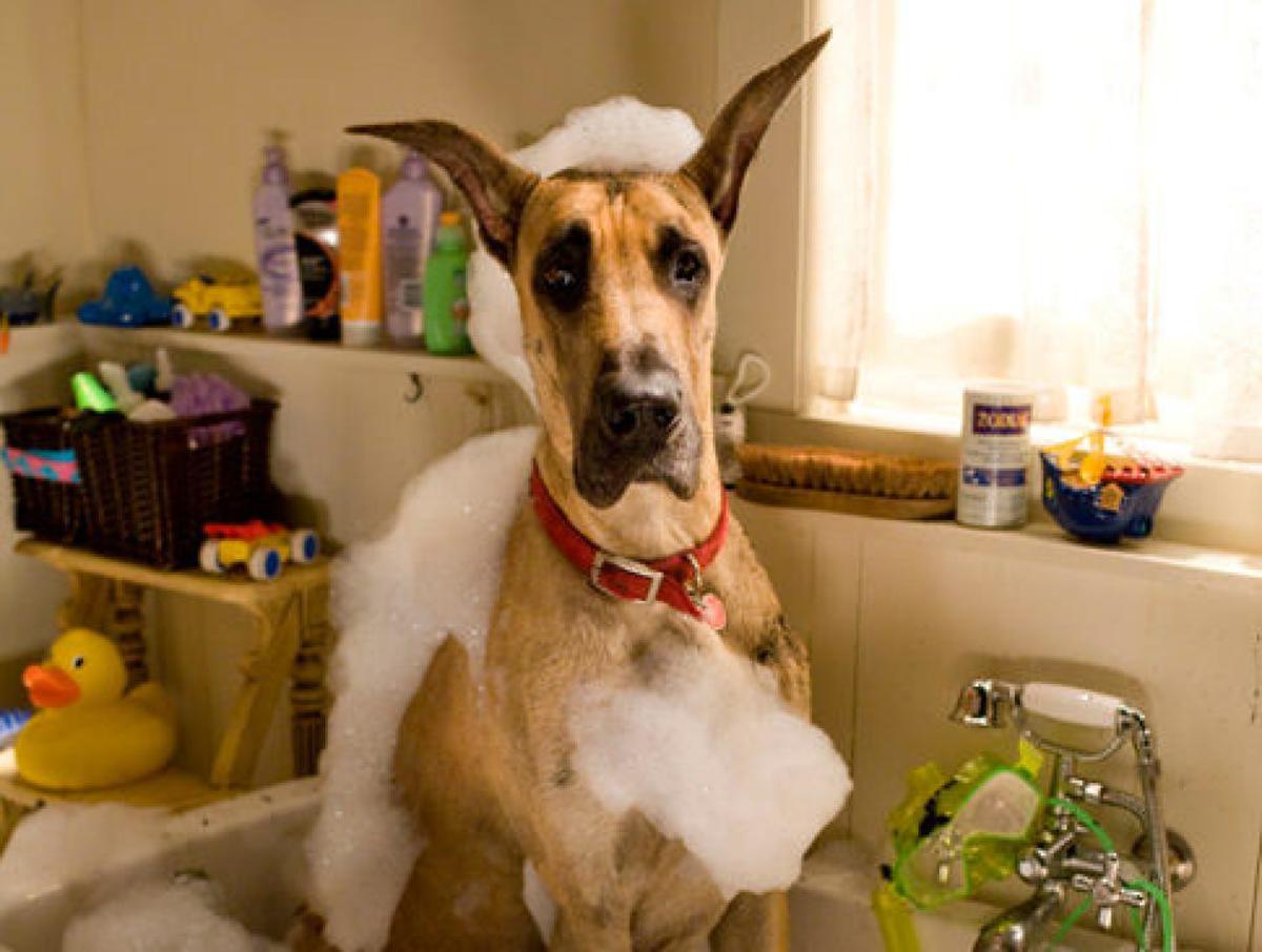 Movie Review of Marmaduke the Movie (2010 Movie) HubPages