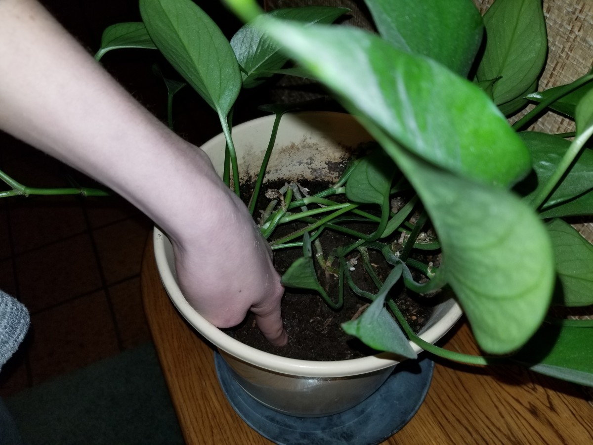 caring-for-indoor-plants-when-warmer-weather-on-the-way