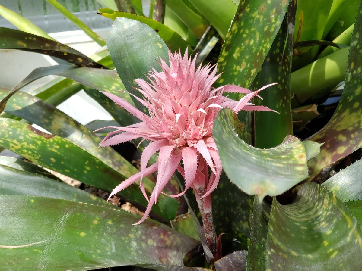 Bromeliads come in different colors and shapes. 