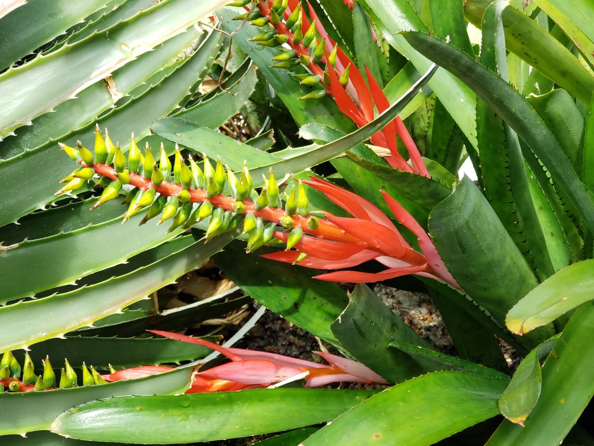 The variety of bromeliad is astoundingly large. 