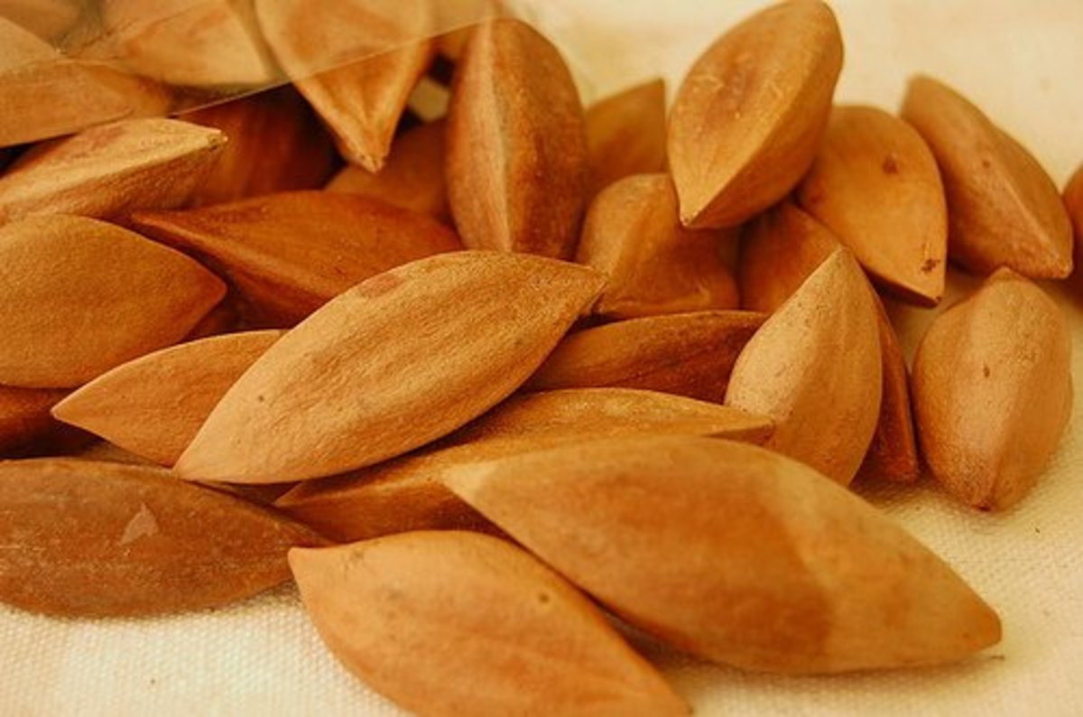 This is what pili nuts look like.