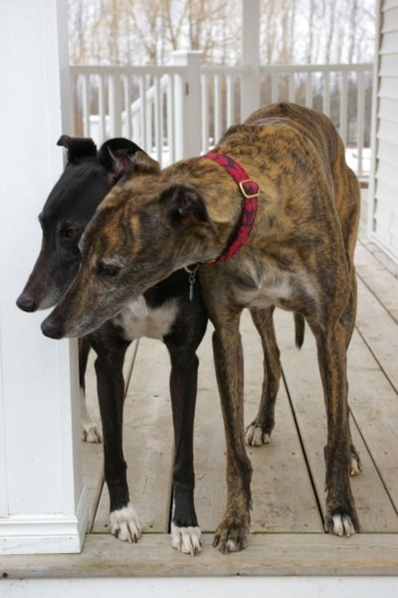 Off the Track - Two of my own greyhounds are enjoying their retirement together.