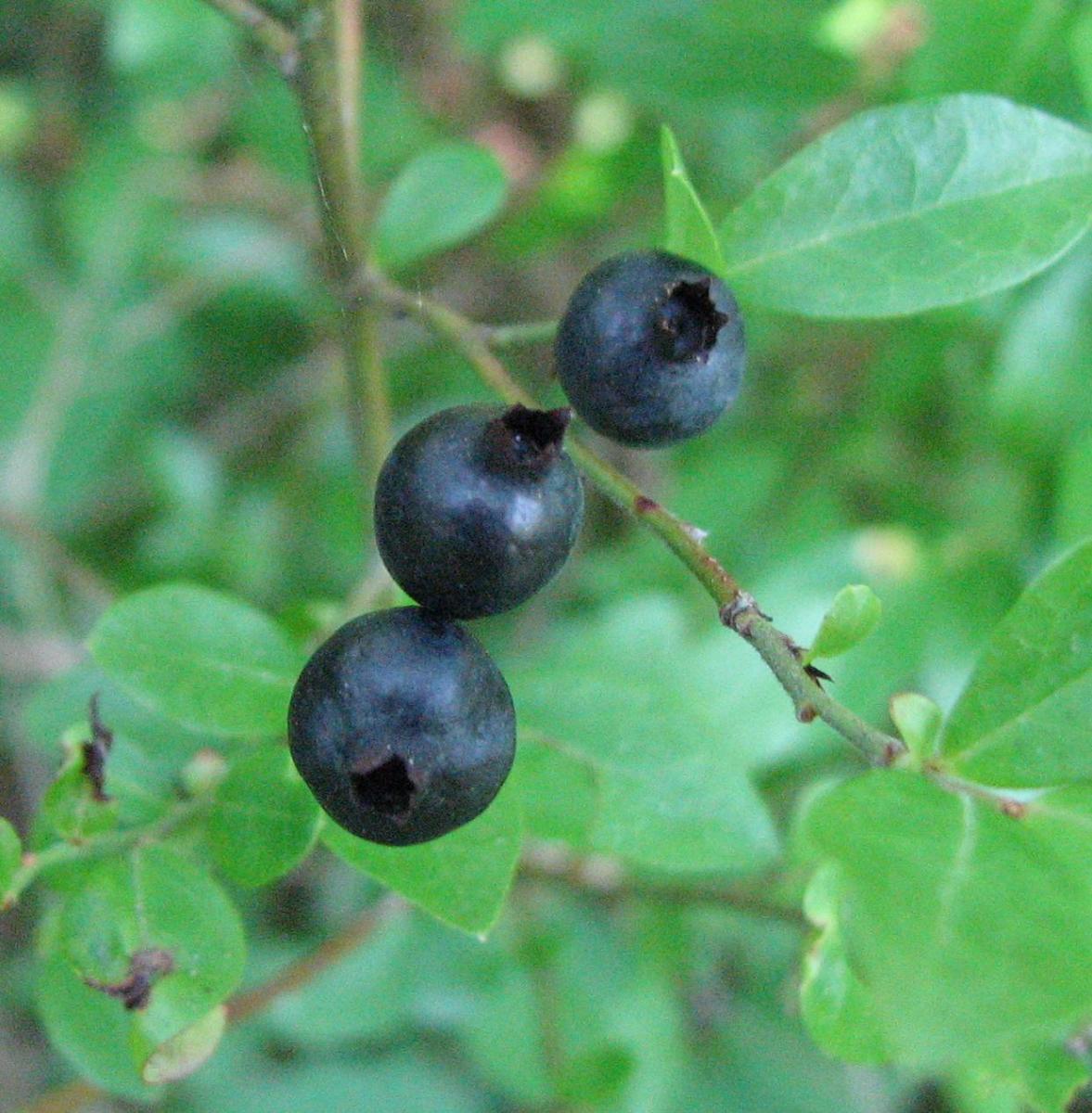Wild blueberries also called huckleberries