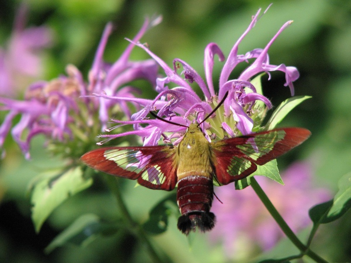 A lovely hummingbird moth forages wild bergamot flowers.