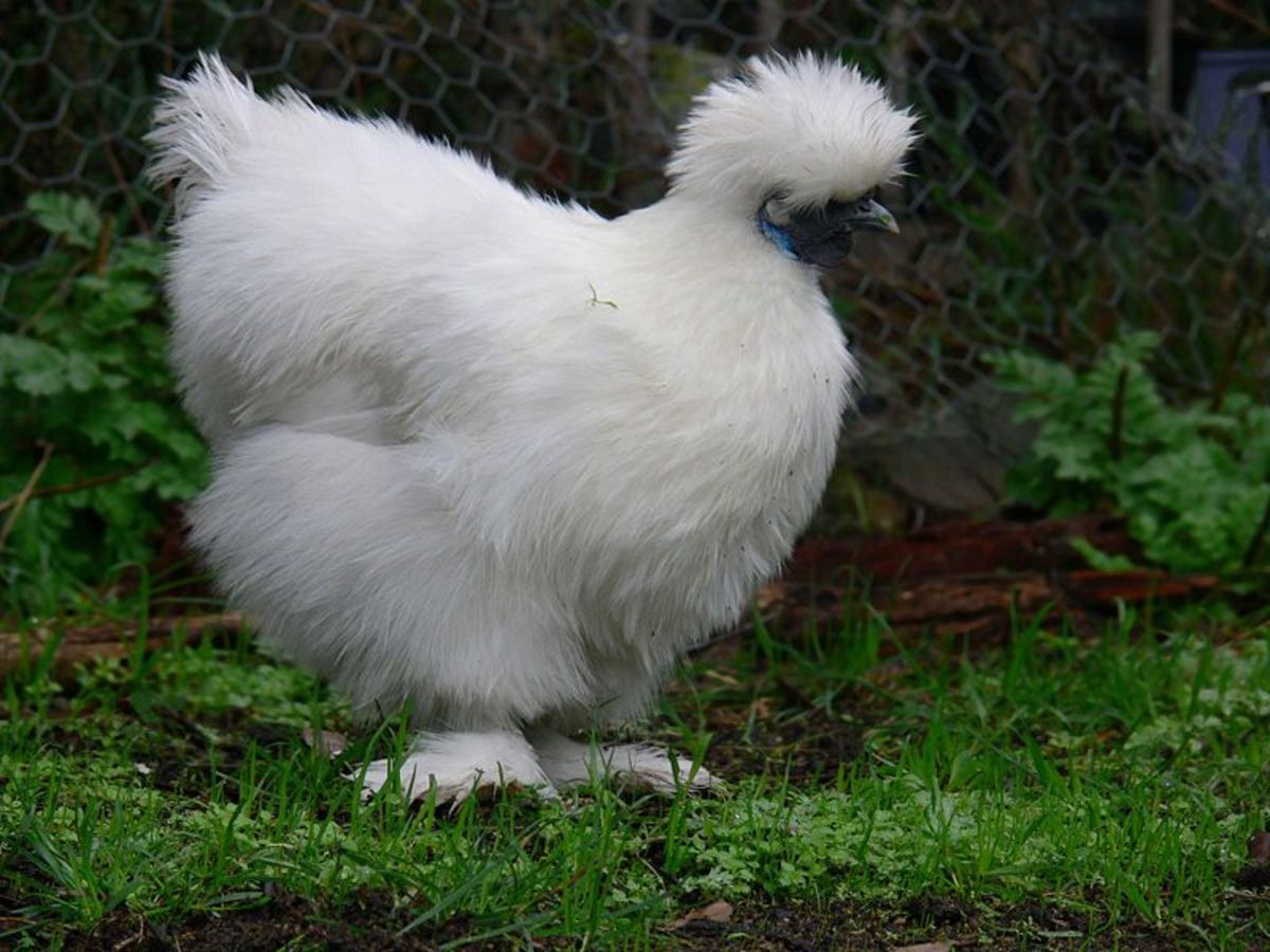 Silky Bantam - adorned with the feathers bird anscestors probably origionally sported.
