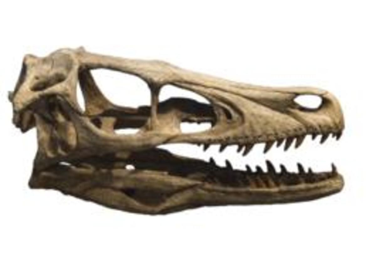 A velociraptor skull with backward pointing teeth. 